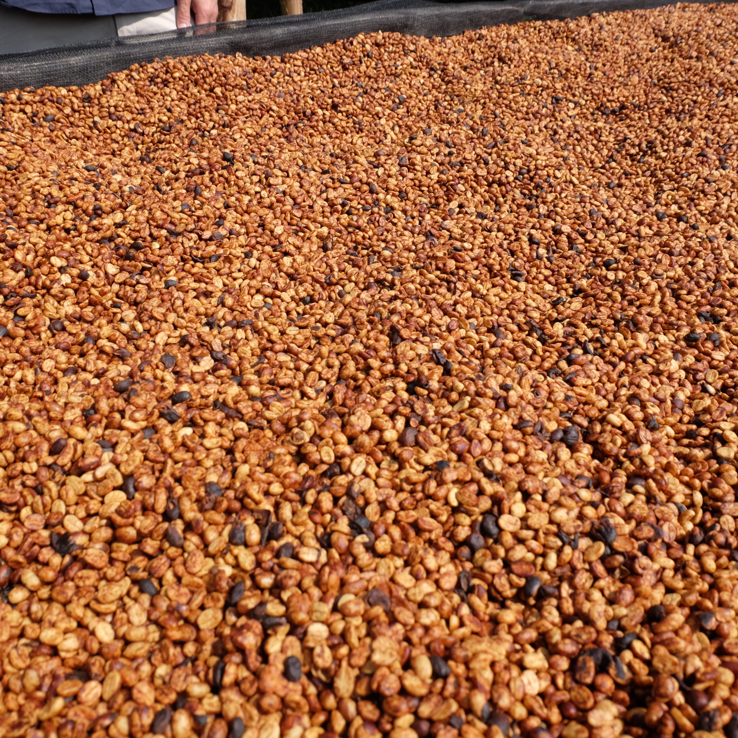 6 713 Rugali Honey_2